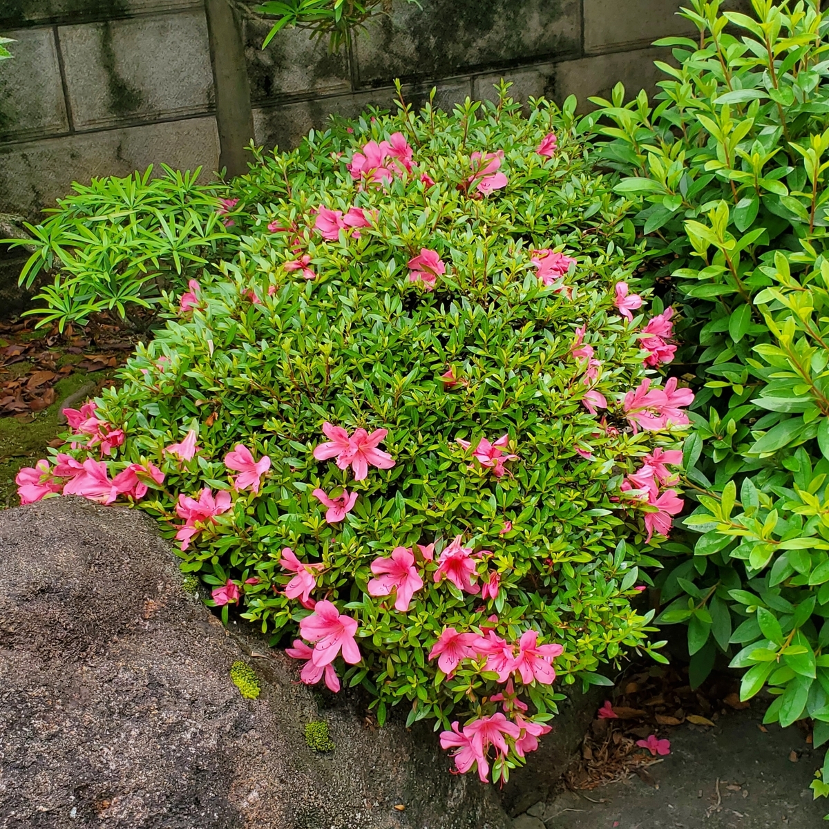 f:id:kfujiiasa:20210523125738j:plain