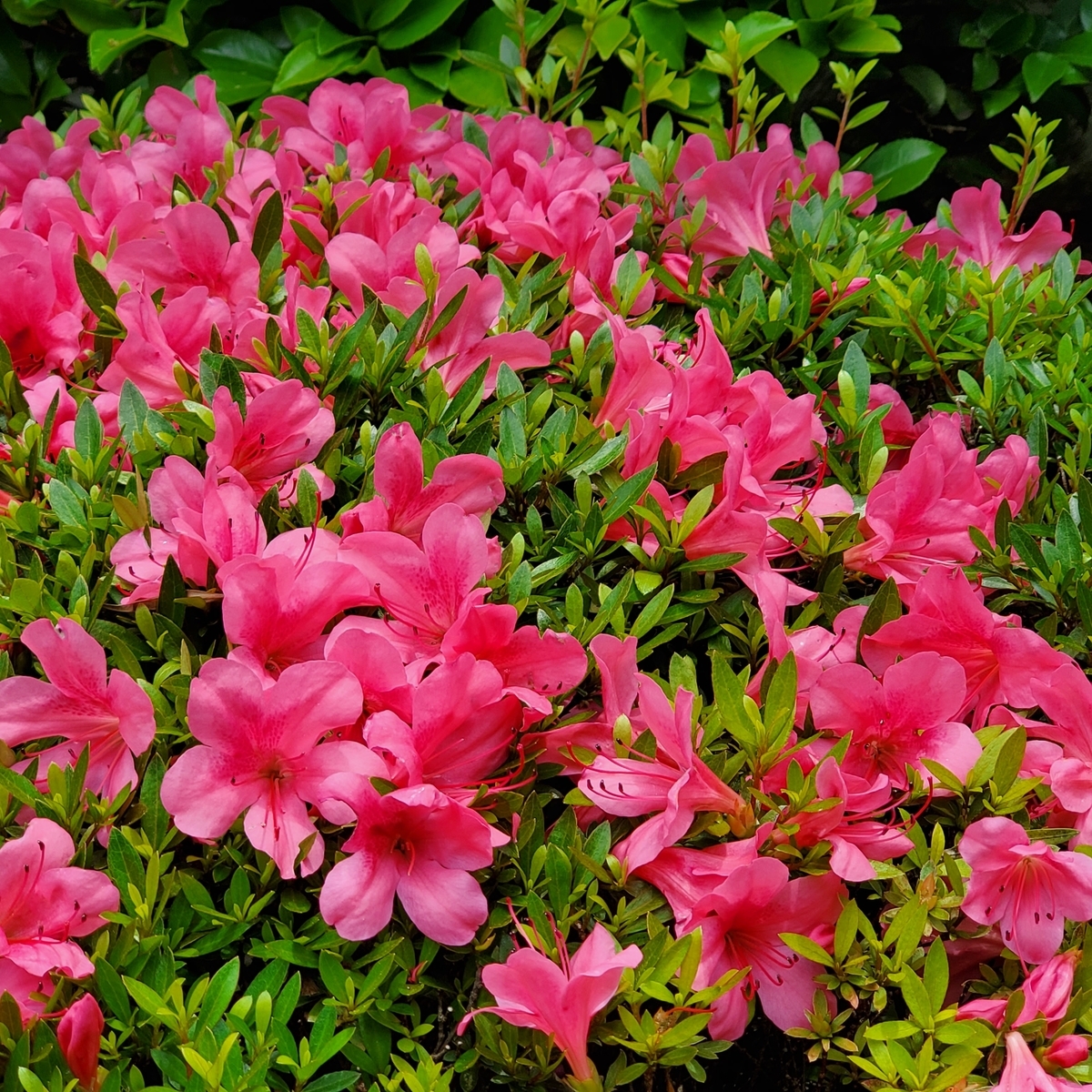 f:id:kfujiiasa:20210523125842j:plain
