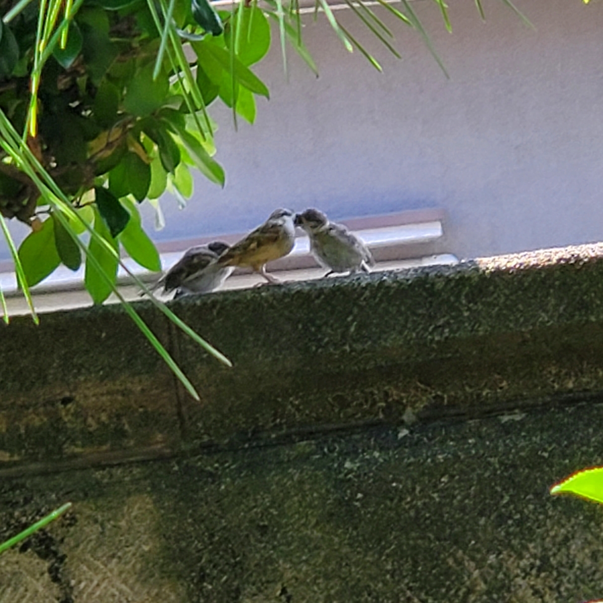 f:id:kfujiiasa:20210601112857j:plain