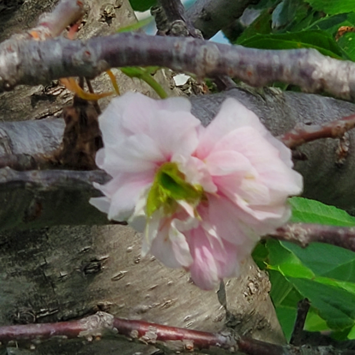 f:id:kfujiiasa:20210603081731j:plain
