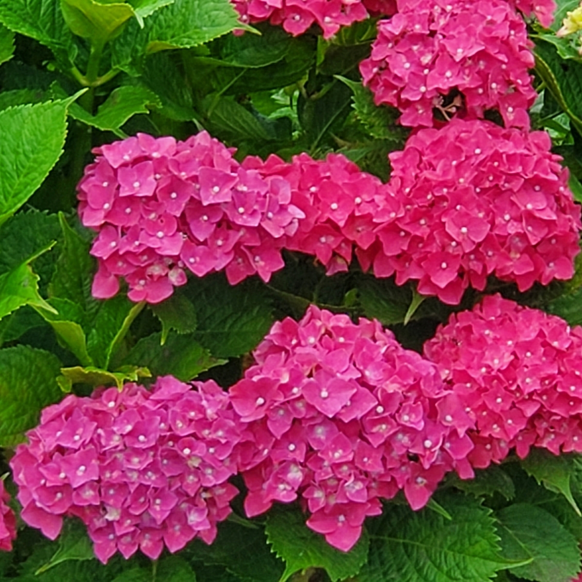f:id:kfujiiasa:20210607110256j:plain