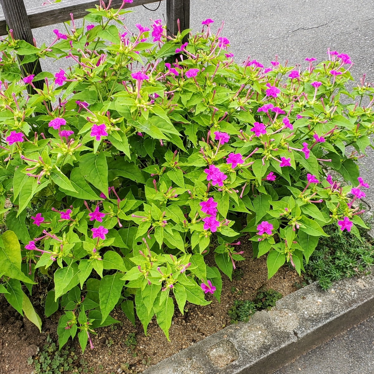 f:id:kfujiiasa:20210611111201j:plain