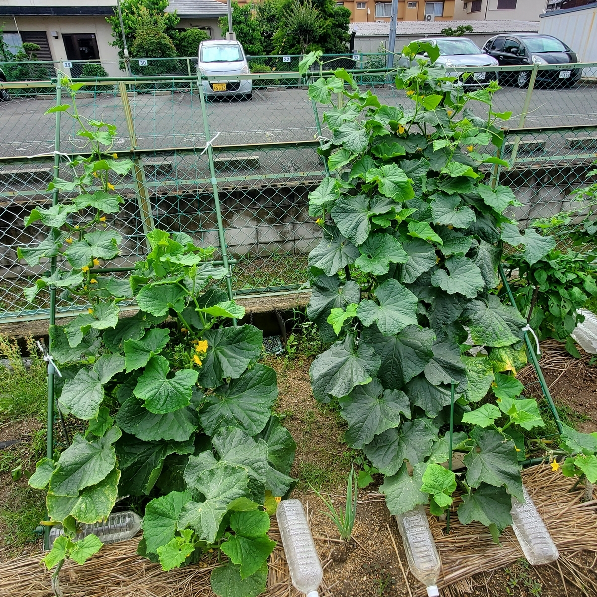 f:id:kfujiiasa:20210620092145j:plain