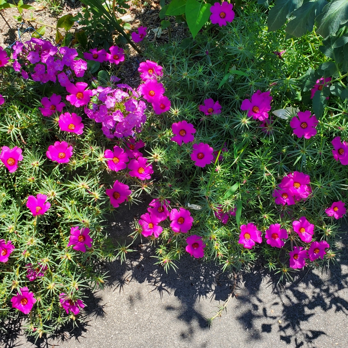 f:id:kfujiiasa:20210721113230j:plain