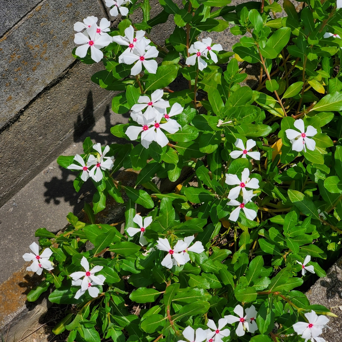 f:id:kfujiiasa:20210725141303j:plain