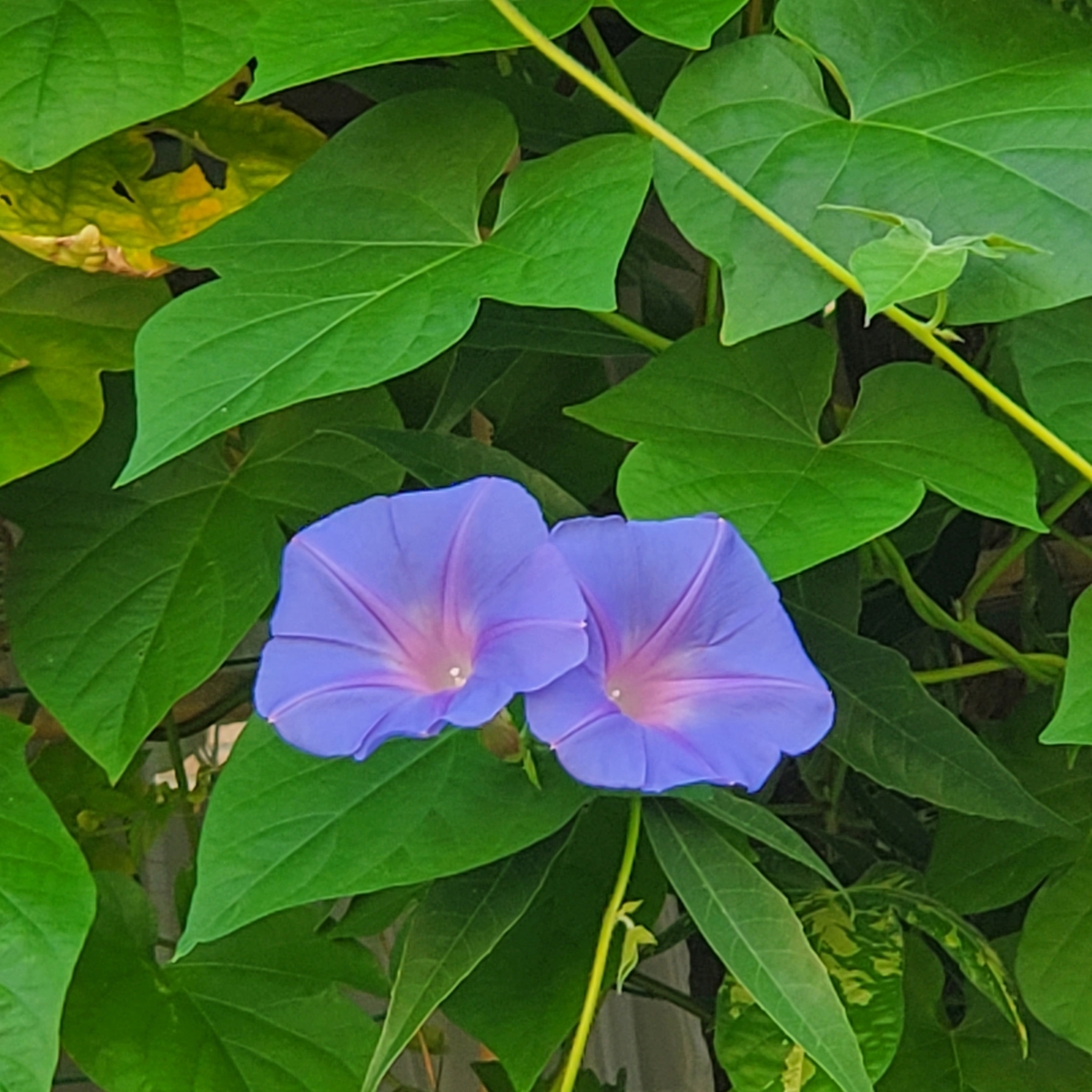 f:id:kfujiiasa:20210730084204j:plain