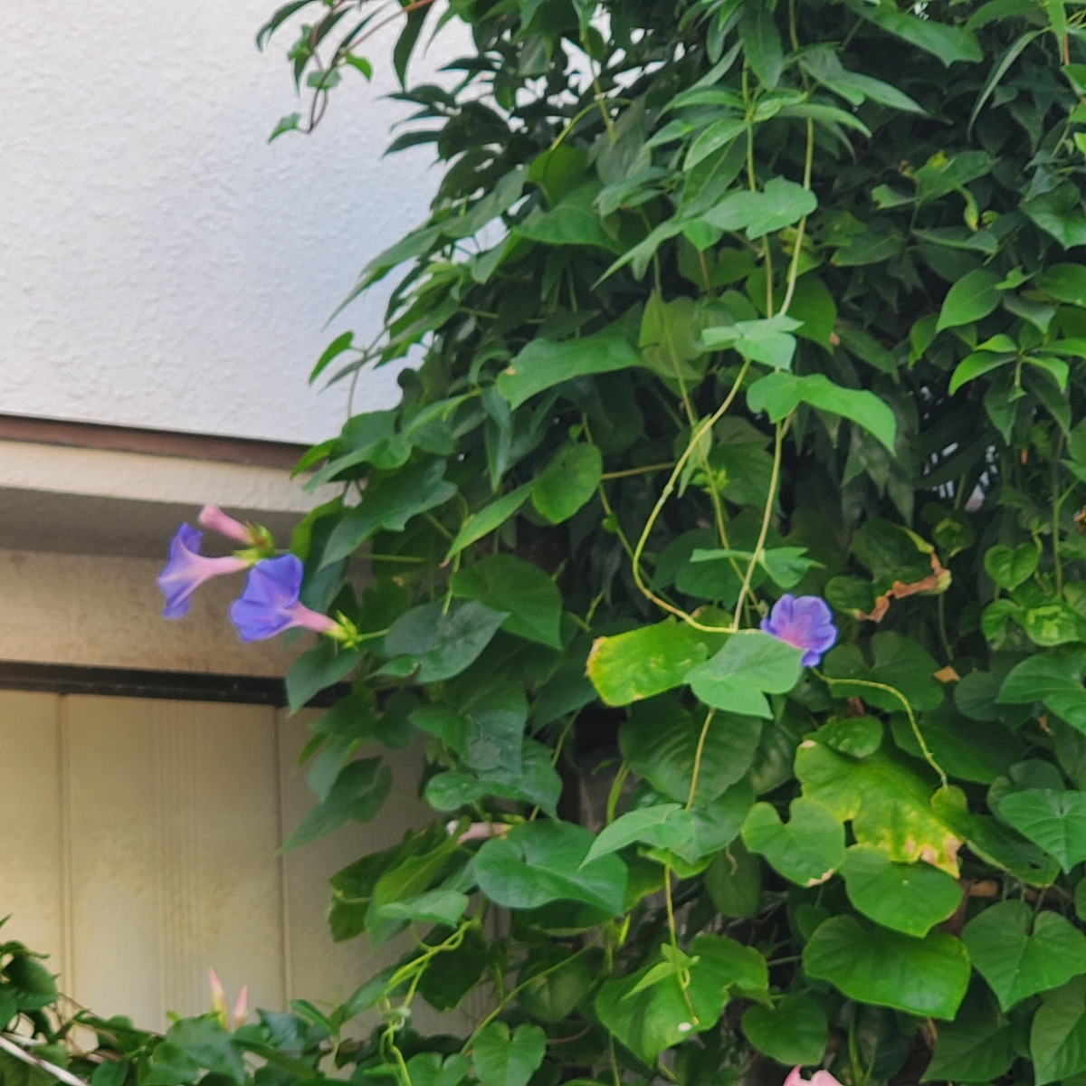 f:id:kfujiiasa:20210730084230j:plain