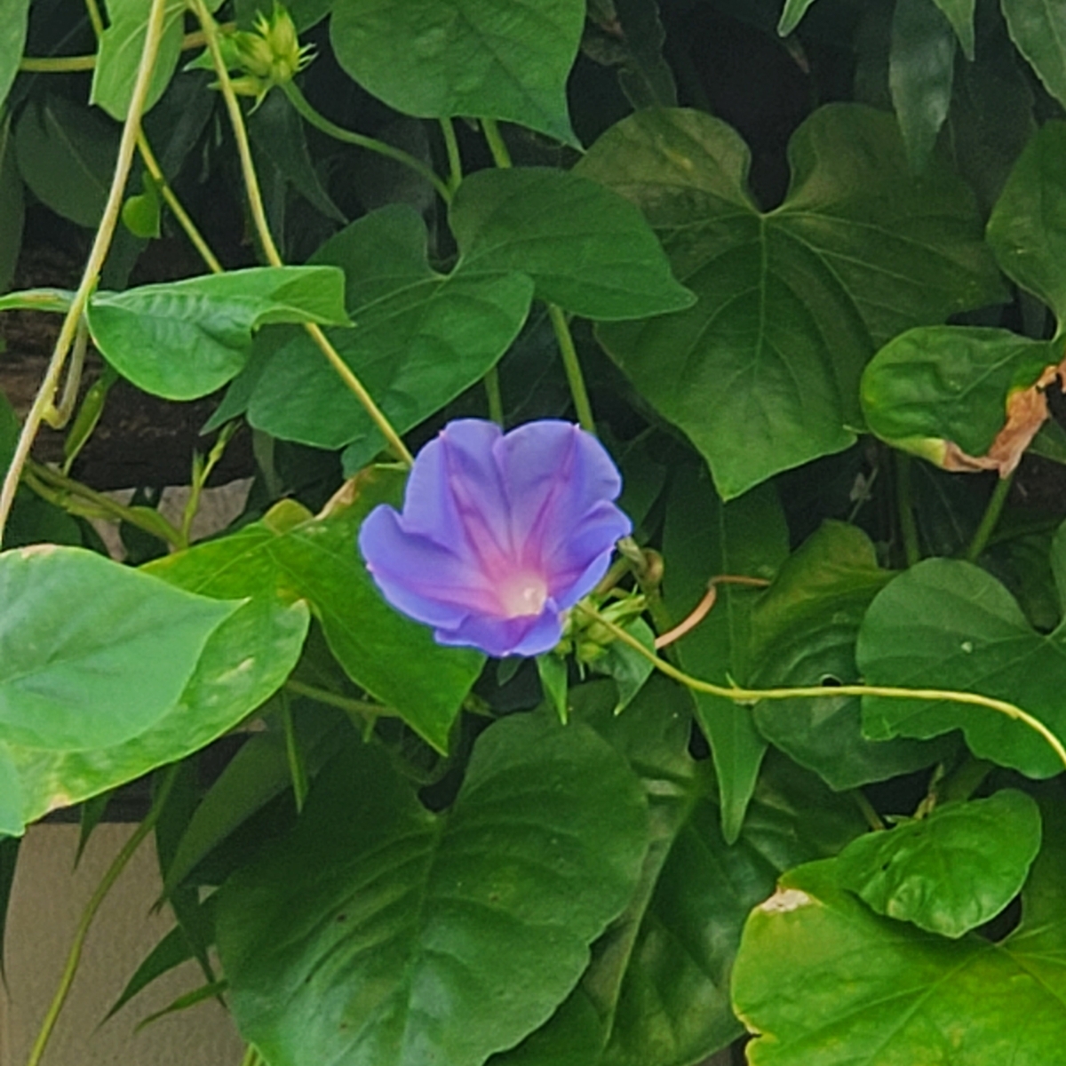 f:id:kfujiiasa:20210730084257j:plain