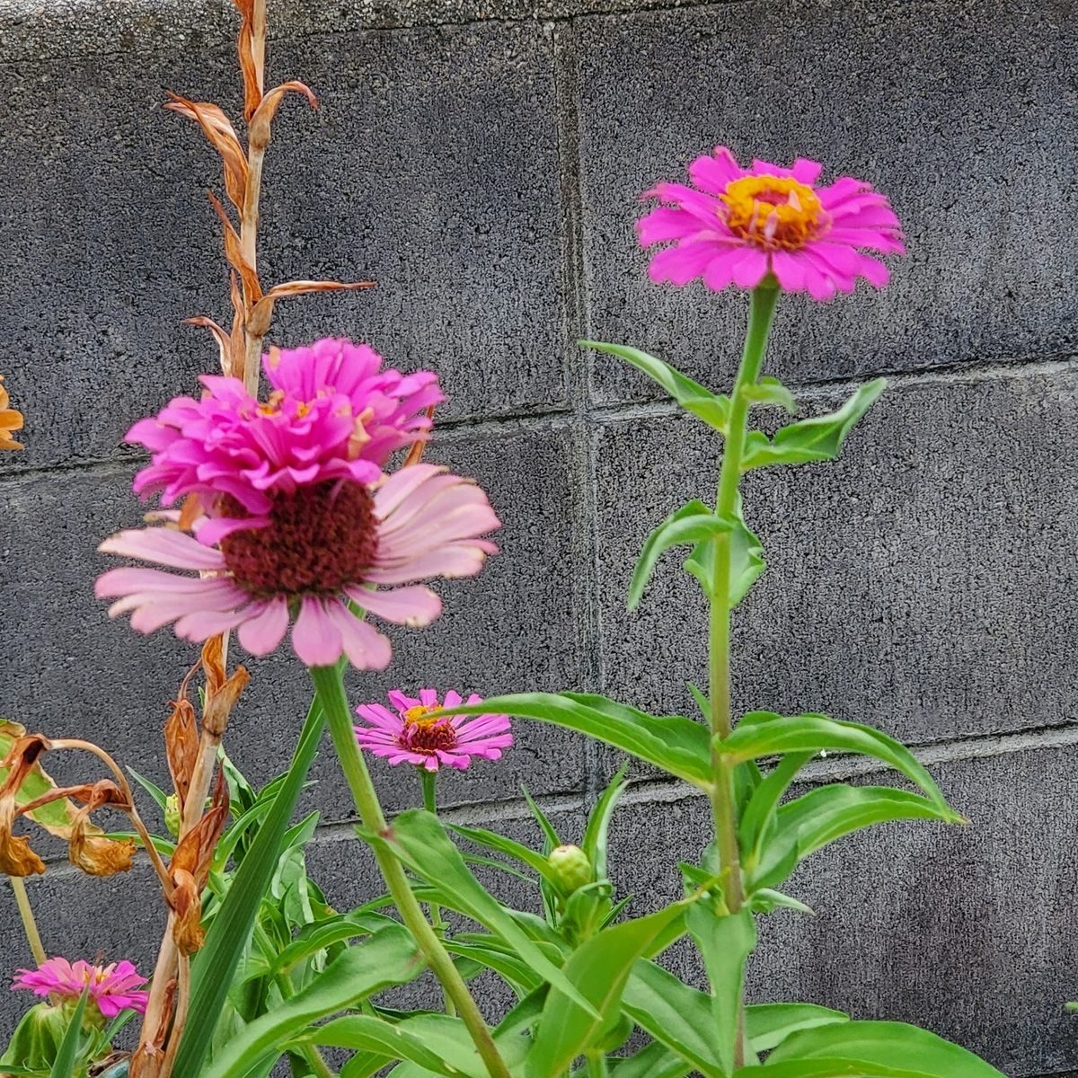 f:id:kfujiiasa:20210813094843j:plain