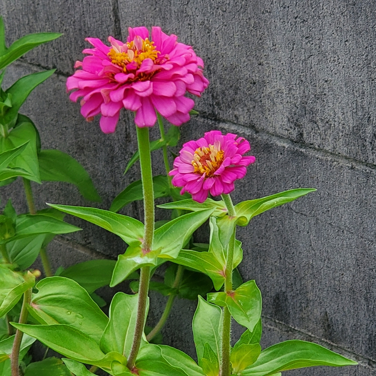 f:id:kfujiiasa:20210813094924j:plain