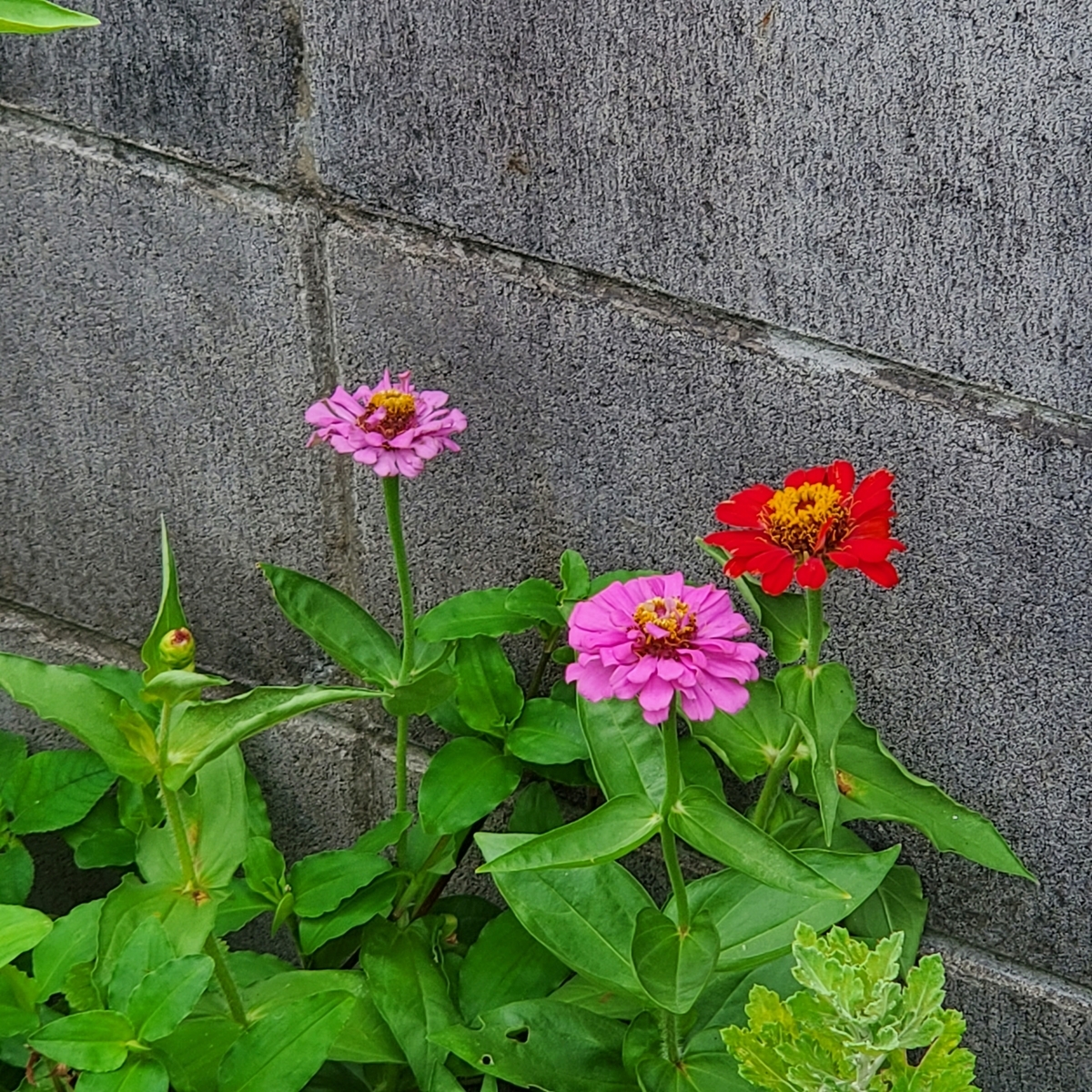 f:id:kfujiiasa:20210813095035j:plain