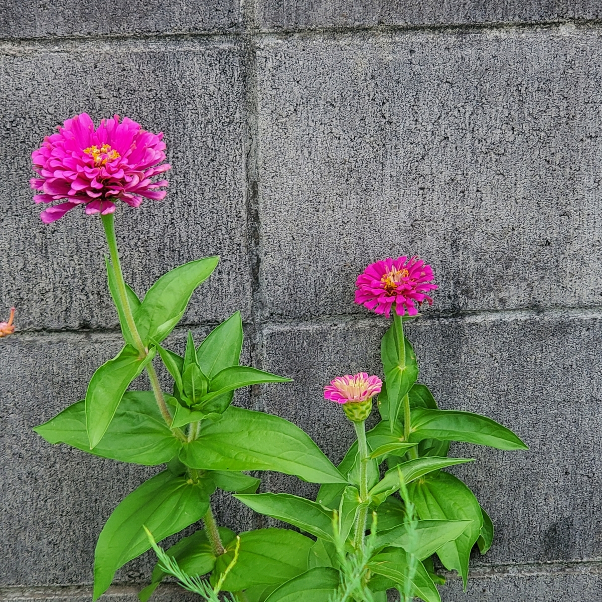 f:id:kfujiiasa:20210813095114j:plain