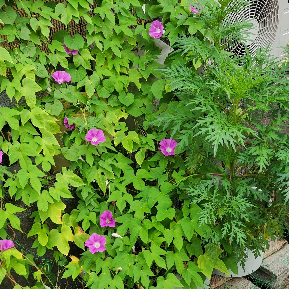 f:id:kfujiiasa:20210830093504j:plain