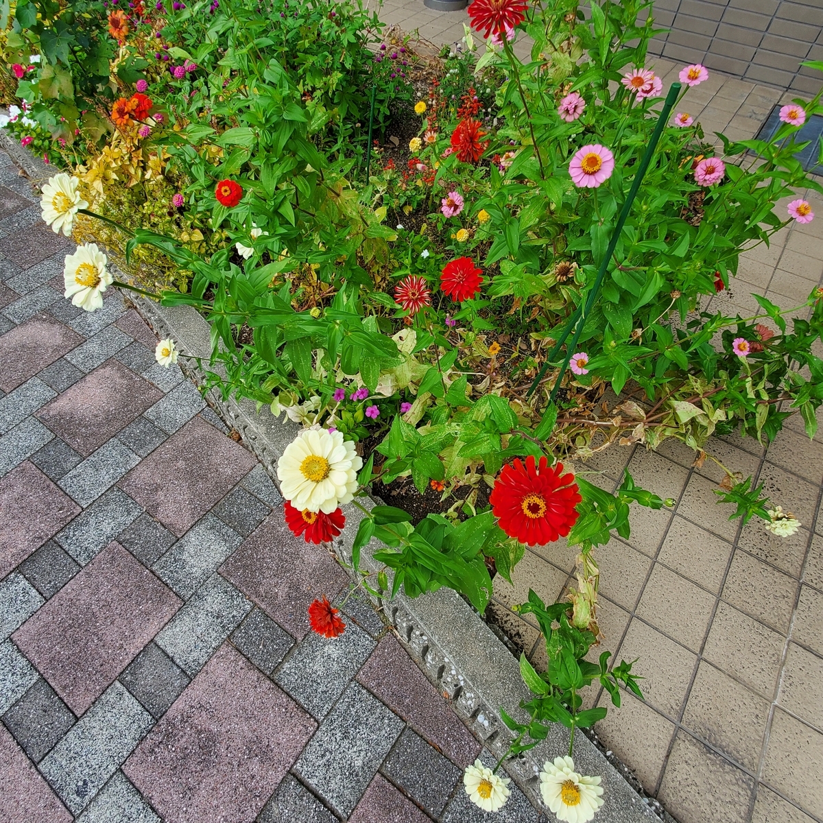 f:id:kfujiiasa:20211012210519j:plain