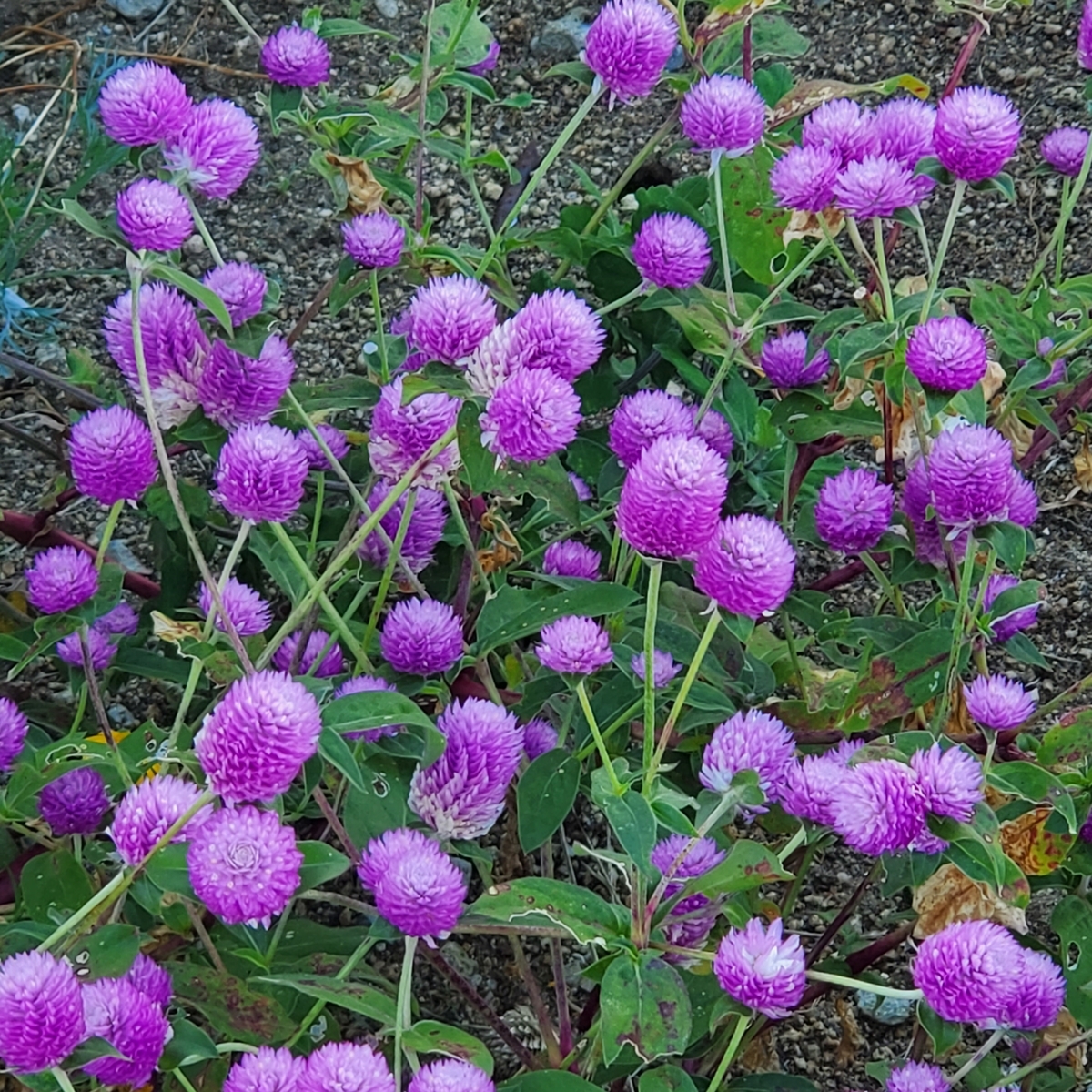 f:id:kfujiiasa:20211031155334j:plain