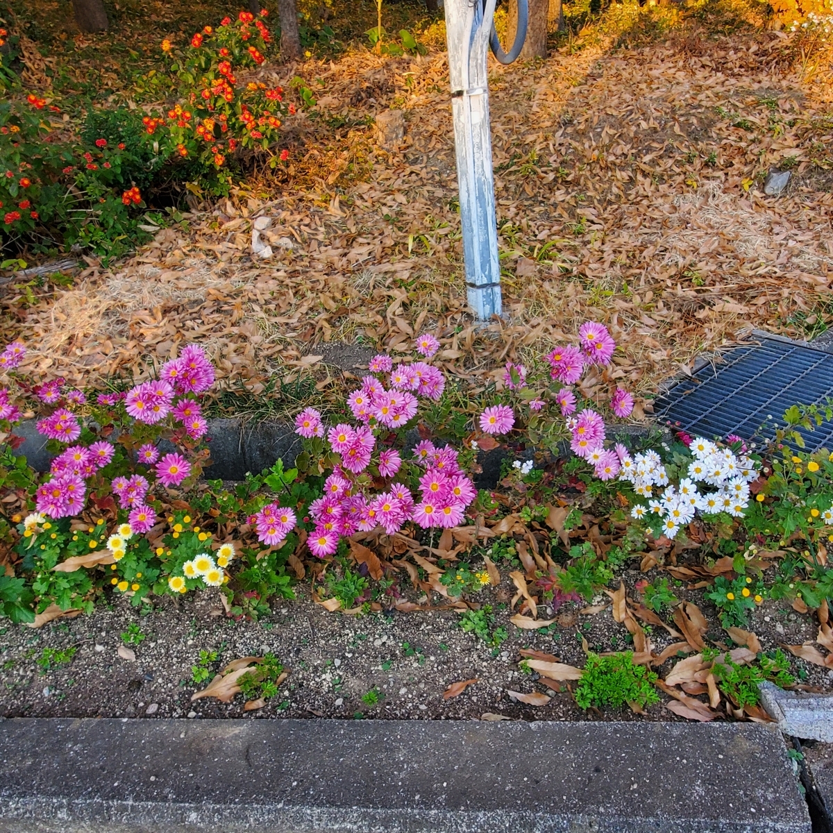 f:id:kfujiiasa:20211202154703j:plain