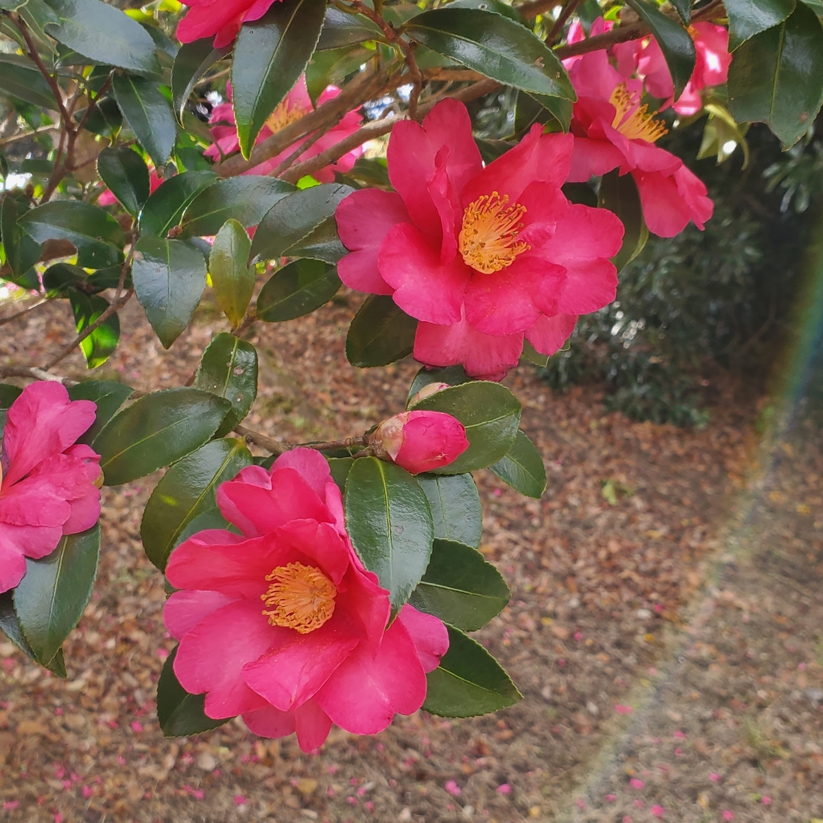 f:id:kfujiiasa:20211205194448j:plain