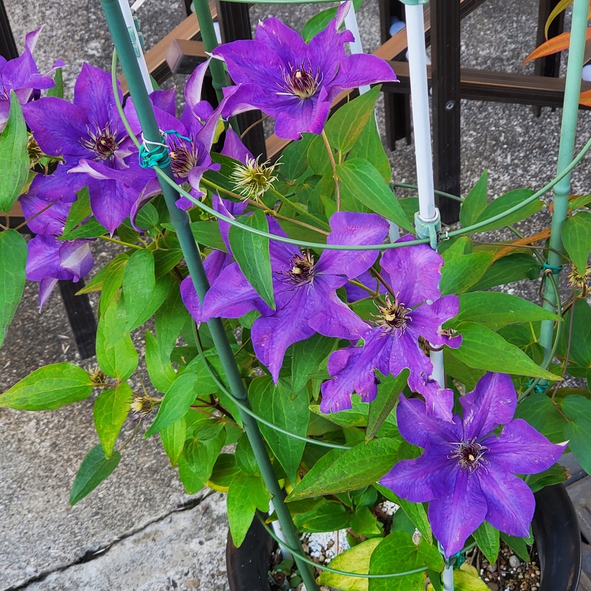 f:id:kfujiiasa:20211209154626j:plain