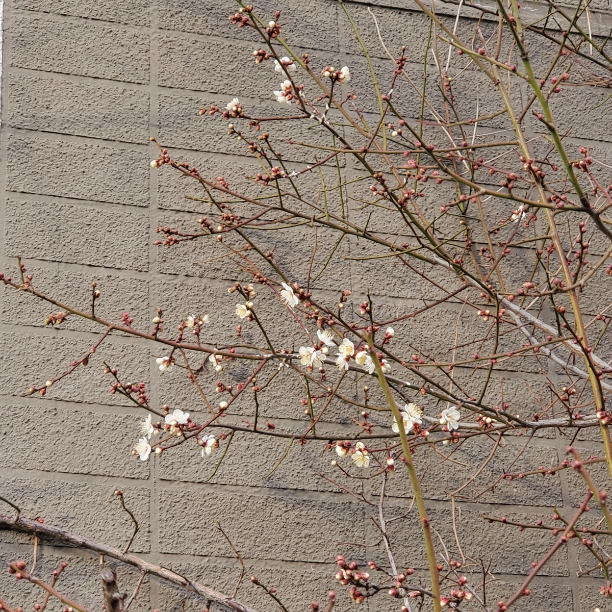f:id:kfujiiasa:20220123164815j:plain