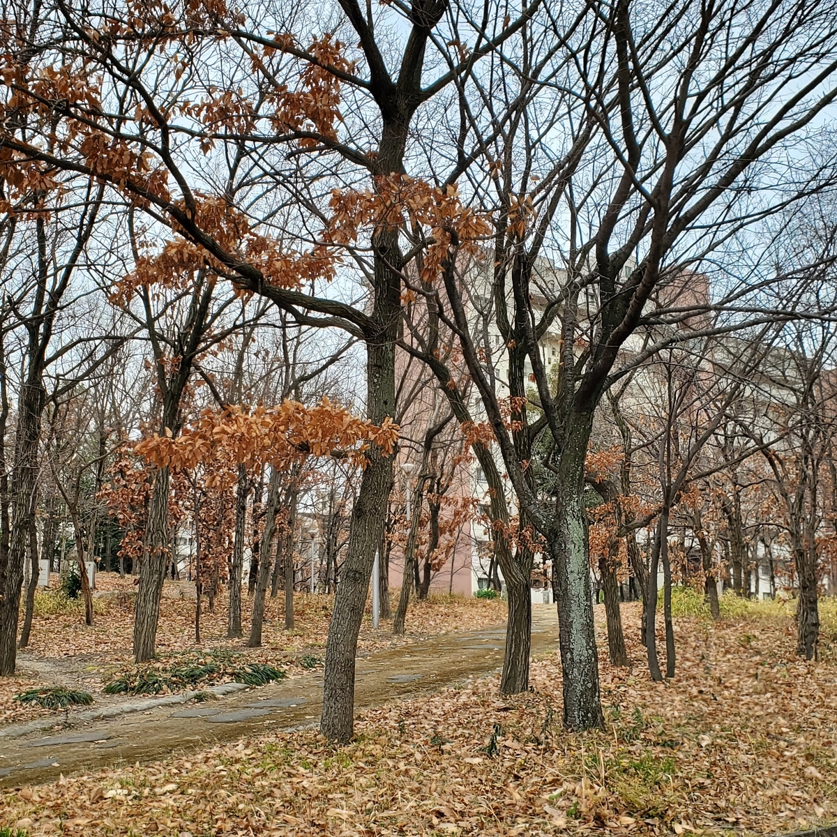 f:id:kfujiiasa:20220210092947j:plain