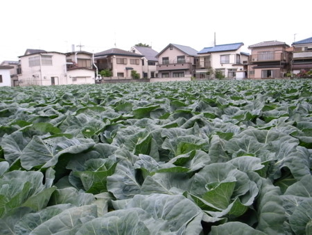 f:id:kg-t:20100529141352j:image