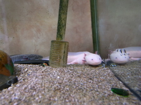 f:id:kg-t:20110109143549j:image f:id:kg-t:20110109143549j:image