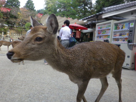 f:id:kg-t:20121109133217j:image f:id:kg-t:20121109133217j:image