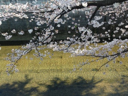 f:id:kg-t:20150331153444j:image