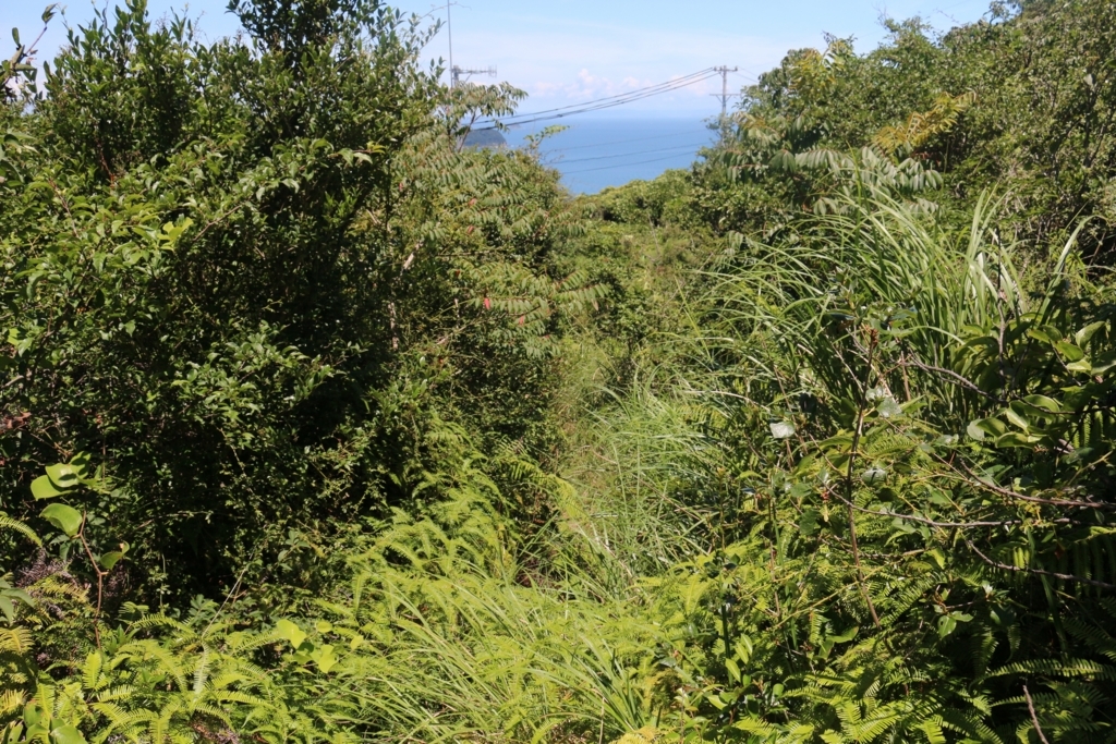 f:id:kgwkmb1994:20180807234349j:plain