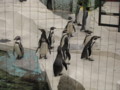 [ペンギン]フンボルトペンギン