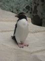 [ペンギン]イワトビペンギン