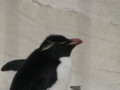 [ペンギン]イワトビペンギン