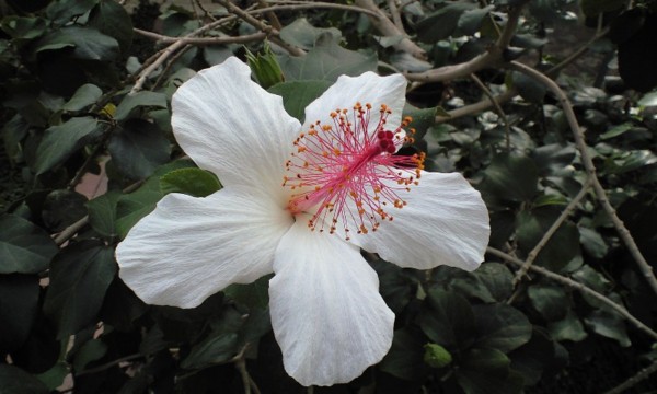 [花]