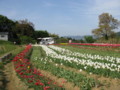 [花][チューリップ]明日香チューリップ園