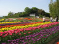 [花][チューリップ]明日香チューリップ園