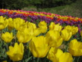 [花][チューリップ]明日香チューリップ園