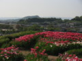 [花][チューリップ]明日香チューリップ園