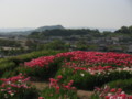 [花][チューリップ]明日香チューリップ園