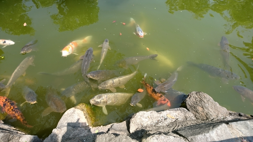 f:id:khirohiro:20180429184821j:plain f:id:khirohiro:20180429184821j:plain