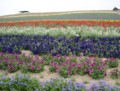 [trp]Lavender,Farm-Tomita,NakaFurano,Hokkaido2000