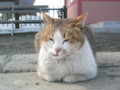 eki-Nyanko,Aikoku-station,discontinued-HirooLine,trip-Hokkaido-200604