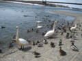 p02,Swan-in-AquaPark,TokachiGawa-onsen,trip-Hokkaido-200604