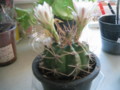 cactus(Saboten),in-myhome