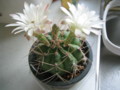 flower-cactus(Saboten),in-myhome