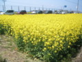 Nanohana,Shimokita-NanohanaFestival,Aomori-200805