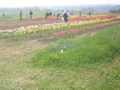 TulipSokubaiJo,Shimokita-NanohanaFestival,Aomori-200805