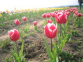 p02,TulipSokubaiJo,Shimokita-NanohanaFestival,Aomori-200805