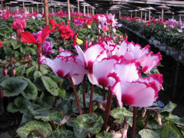 Magome-Cyclamen-Garden-02