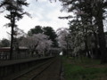 [ao1105]p02,Sakura2011,Ashino-Kouen,Kanagi,Aomori