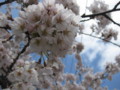 [ao1105]p03,Sakura2011,SannaiReien,Aomori